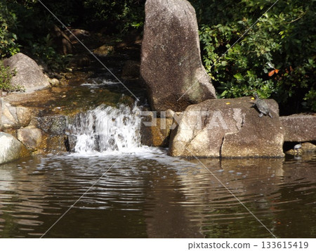 稻毛海濱公園浜池的海龜 稻毛海濱公園浜池的海龜 133615419