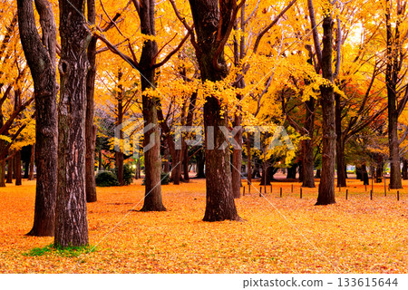 Autumn leaves in Yoyogi Park Ginkgo forest shining in the morning sun in late autumn Autumn leaves in Yoyogi Park Ginkgo forest shining in the morning sun in late autumn 133615644