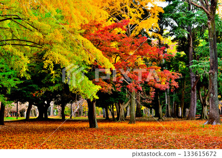Autumn leaves in Yoyogi Park Ginkgo forest shining in the morning sun in late autumn Autumn leaves in Yoyogi Park Ginkgo forest shining in the morning sun in late autumn 133615672