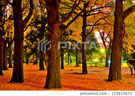Autumn leaves in Yoyogi Park Ginkgo forest shining in the morning sun in late autumn Autumn leaves in Yoyogi Park Ginkgo forest shining in the morning sun in late autumn 133615673
