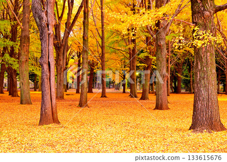 代代木公園的紅葉，深秋的朝陽下閃耀的銀杏林 133615676