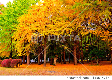 Autumn leaves in Yoyogi Park Ginkgo forest shining in the morning sun in late autumn 133615716
