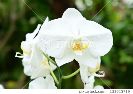 Phalaenopsis amabilis (Orchidaceae) 133615719