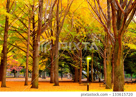 代代木公園的紅葉，深秋的朝陽下閃耀的銀杏林 133615720