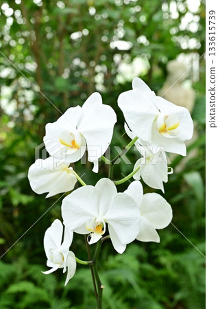 Phalaenopsis amabilis (Orchidaceae) 133615739