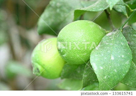 來自白根葡萄園（新潟縣）的新鮮檸檬 133615741