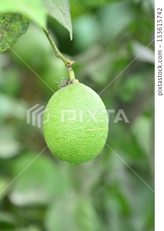 來自白根葡萄園（新潟縣）的新鮮檸檬 133615742