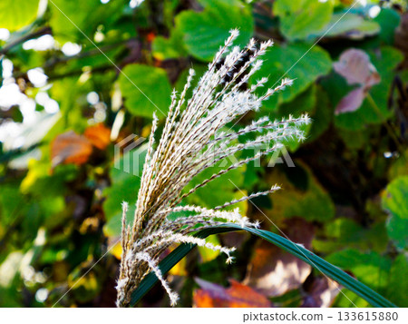 冬日之光中的鈴木 133615880