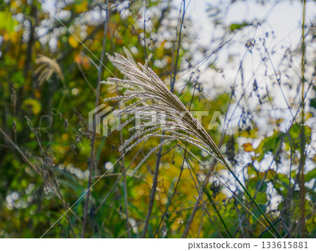 冬日之光中的鈴木 133615881