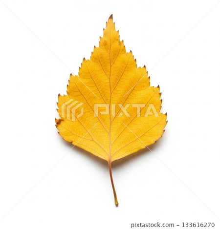 Isolated Autumnal Birch Leaf Displaying Intricate Veins and Serrated Edges on White Background 133616270