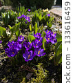 Purple crocus flowers blooming in sunny spring garden 133616459