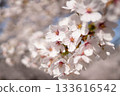 Up cherry blossoms in full bloom 133616542