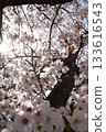 Sun and cherry blossoms 133616543