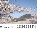 Cherry blossoms and mountains that look like they belong in a pamphlet 133616554