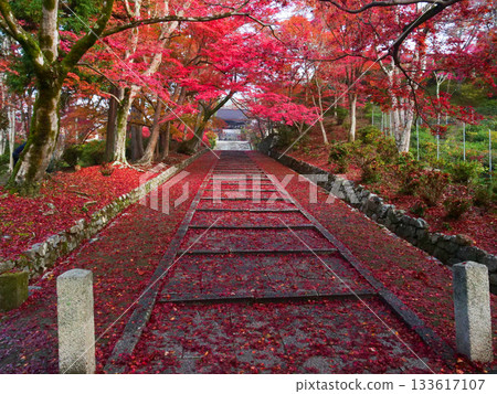 Maple trees along the approach to Bishamondo Temple 133617107
