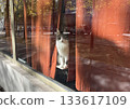 A cat peeks out from a gap in the red curtains at Paris's cat cafe "Le Chat-Rivari" while it's closed. 133617109