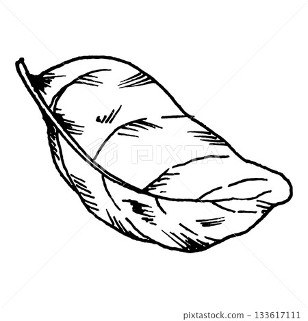 Black and white vector illustration of an elongated basil leaf with detailed veins. Clean line art is suitable for herb collections, culinary graphics, salad mix, pasta themes, pizza topping concepts. Black and white vector illustration of an elongated basil leaf with detailed veins. Clean line art is suitable for herb collections, culinary graphics, salad mix, pasta themes, pizza topping concepts. 133617111