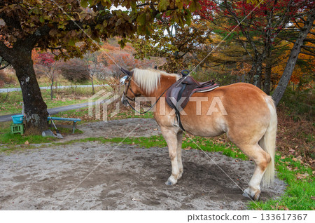 榛名山上的馬、騎馬、榛名縣立公園 133617367