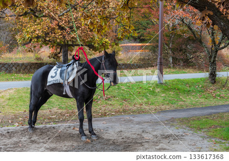 榛名山上的馬、騎馬、榛名縣立公園 榛名山上的馬、騎馬、榛名縣立公園 133617368