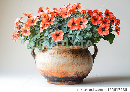 Blooming red flowers. Big Geranium plant with red flowers grows on white background. 133617386