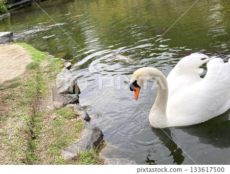 The graceful figure of a swan swimming in a pond 133617500