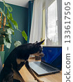 Small dog sitting at a desk and looking at a laptop in a bright home office with plants. 133617505