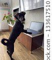 Black dog standing at a table with paws on a laptop in a bright modern home interior. 133617510