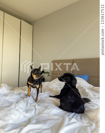Two dogs relaxing and playing on a white bed in a bright cozy bedroom with soft natural light 133617512