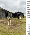 Dog on a chain standing near old wooden sheds and a doghouse in a rural farmyard.  133617521