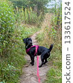 Black dog on a leash standing on a forest path surrounded by tall green grass and nature. 133617524