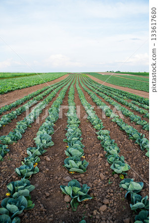 Rows of cabbage plants on farmland under bright sky symbolizing organic vegetable farming Rows of cabbage plants on farmland under bright sky symbolizing organic vegetable farming 133617680