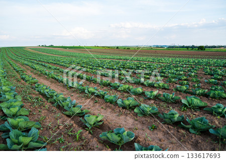 Wide view of cabbage plantation on farmland under cloudy blue sky in summer season Wide view of cabbage plantation on farmland under cloudy blue sky in summer season 133617693