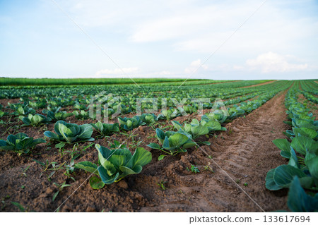 Cabbage field in countryside with rows of green plants growing in brown soil 133617694