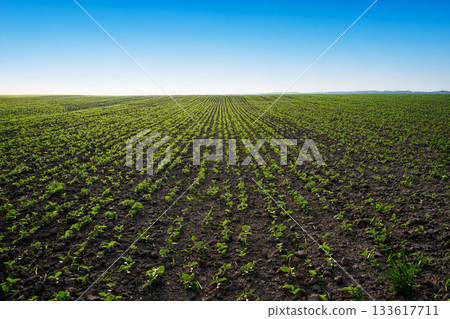 Wide view of agricultural field with young soybean plants growing evenly in rows Wide view of agricultural field with young soybean plants growing evenly in rows 133617711