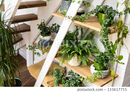 Cozy home interior with wooden stairs and indoor green plants in pots Cozy home interior with wooden stairs and indoor green plants in pots 133617755