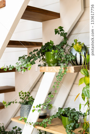 Green ivy and houseplants under modern wooden staircase in cozy home interior Green ivy and houseplants under modern wooden staircase in cozy home interior 133617756