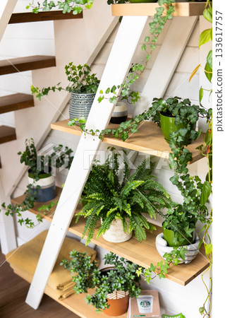Wooden staircase with green indoor plants and cozy natural home decor 133617757