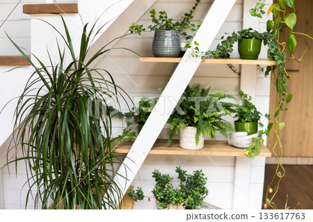 Variety of houseplants arranged under wooden staircase in modern interior Variety of houseplants arranged under wooden staircase in modern interior 133617763