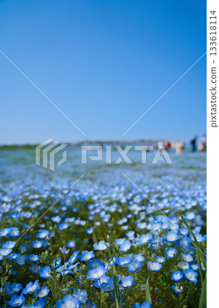 日立海濱公園的一片粉蝶花。 133618114