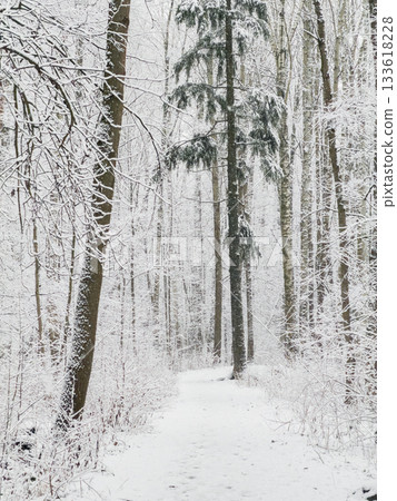it is snowing heavily in the park, large flakes of snow are slowly falling on tree branches, no people, nobody it is snowing heavily in the park, large flakes of snow are slowly falling on tree branches, no people, nobody 133618228
