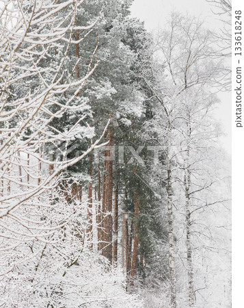it is snowing heavily in the park, large flakes of snow are slowly falling on tree branches, no people, nobody it is snowing heavily in the park, large flakes of snow are slowly falling on tree branches, no people, nobody 133618248