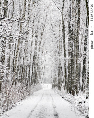 it is snowing heavily in the park, large flakes of snow are slowly falling on tree branches, no people, nobody it is snowing heavily in the park, large flakes of snow are slowly falling on tree branches, no people, nobody 133618250