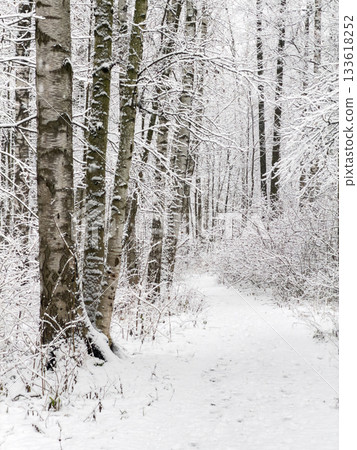 it is snowing heavily in the park, large flakes of snow are slowly falling on tree branches, no people, nobody it is snowing heavily in the park, large flakes of snow are slowly falling on tree branches, no people, nobody 133618252