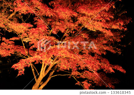 Illuminated maple leaves at Eihoji Temple in Gifu Prefecture Illuminated maple leaves at Eihoji Temple in Gifu Prefecture 133618345