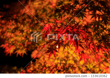 岐阜縣永寶寺的燈光楓葉 岐阜縣永寶寺的燈光楓葉 133618362