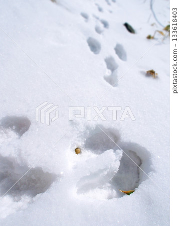 野兔的腳印和糞便 133618403