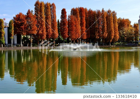 A pond reflecting rows of autumn-colored swamp cedar trees at Bessho Numa Park in Saitama Prefecture A pond reflecting rows of autumn-colored swamp cedar trees at Bessho Numa Park in Saitama Prefecture 133618410