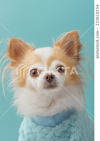 A white and red Chihuahua dog in a blue sweater. 133618554