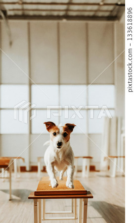 A small terrier confidently balances on a raised platform surrounded by agility obstacles inside a spacious training hall. This activity promotes fitness and bonding with its owner 133618896