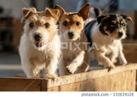 A small terrier confidently balances on a raised platform while training among various agility obstacles in an expansive training hall. The environment promotes fitness and mobility 133619126